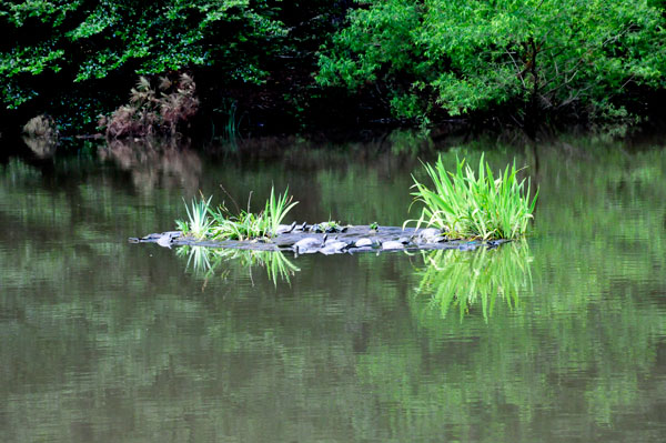 lots of turtles on an island